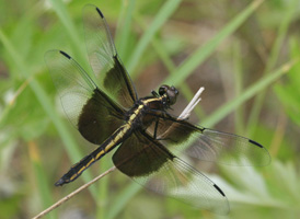Widow Skimmer